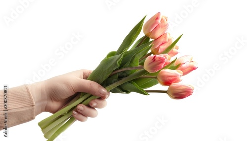 A hand holding a bouquet of tulips on a white background, #800370821