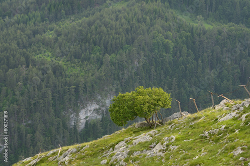 Spring Tree with Mountain Backgroud.