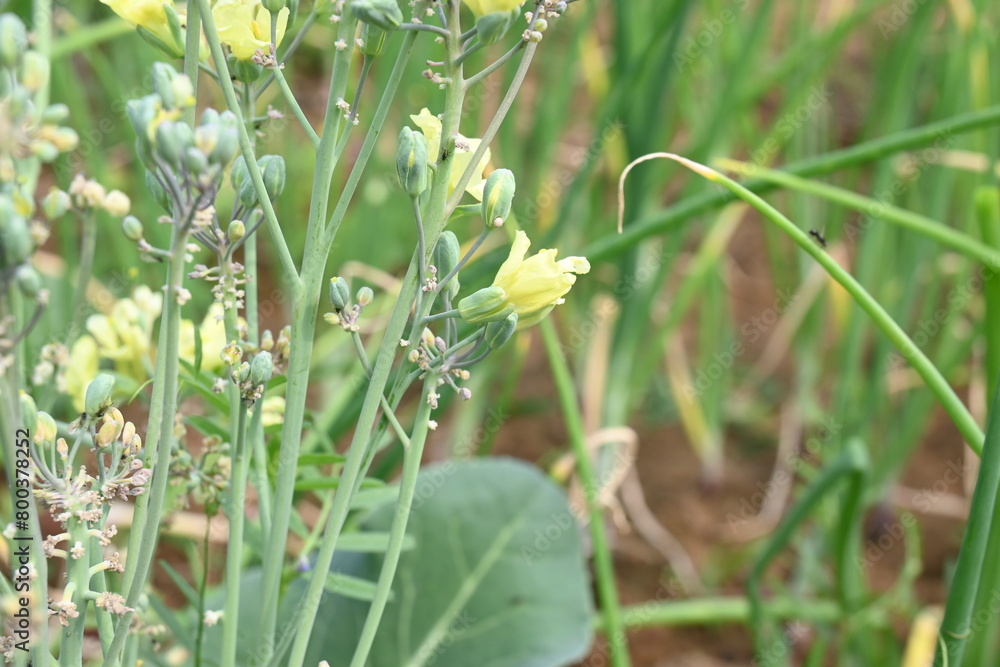 Obraz premium Cauliflower seeds flower. Cauliflower whith flower. Cauliflower in flowering stage. Yellow cauliflower flower. vegetable flower.