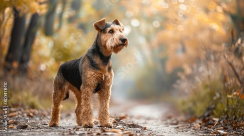 Majestic Airedale Terrier stands in the middle of a path in a golden forest, symbolizing adventure and exploration