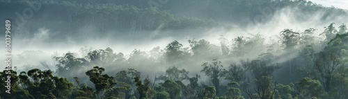 Expansive view of a forest blanketed in morning mist  where the trees stand tall and ghostly  stretching across the panorama