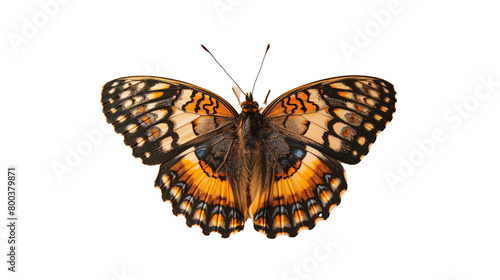 front view beautiful butterfly on transparent background