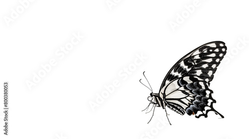 butterfly black and white wings with copy space background