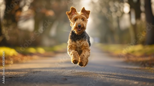A youthful Yorkshire Terrier runs energetically towards the camera in a picturesque outdoor setting