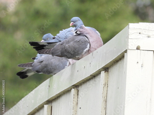 Pigeons are sitting on an inclined beam © Rafal