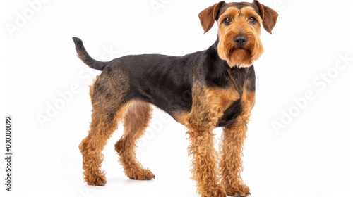 Full body studio shot of a Welsh Terrier standing on a white background, looking healthy and groomed