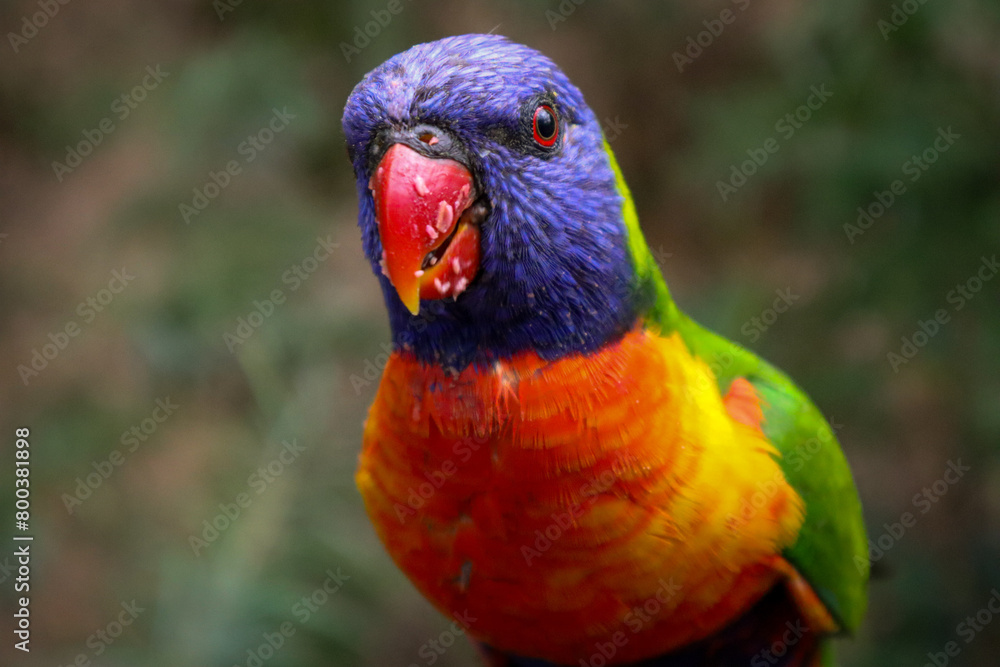 Curious Colourful Bird