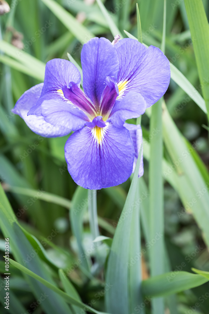 Beautiful Iris flower in garden.