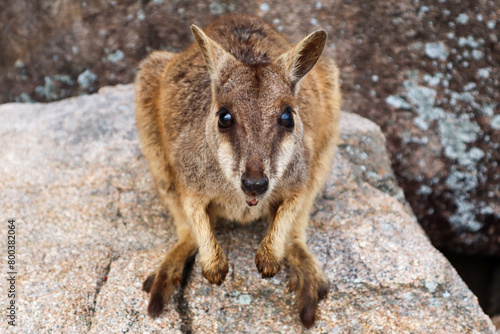 Close Up Of Rock Wallaby