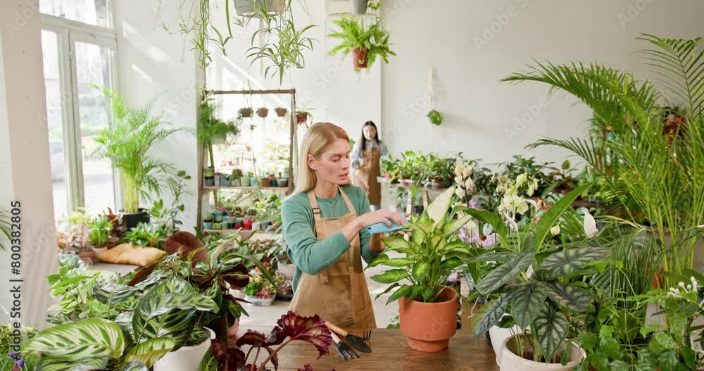 Two women, a shopkeeper and her employee work together harmoniously and amicably, wiping the leaves of plants in a store or workshop full of flowering plants Female Gardener Caring for Plants. Two women, a shopkeeper and her employee work together harmoniously and amicably, wiping the leaves of plants in a store or workshop full of flowering plants Female Gardener Caring for Plants.