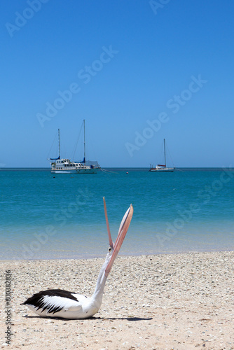 Pelicans On The Beach
