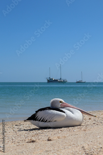 Pelican On The Beach