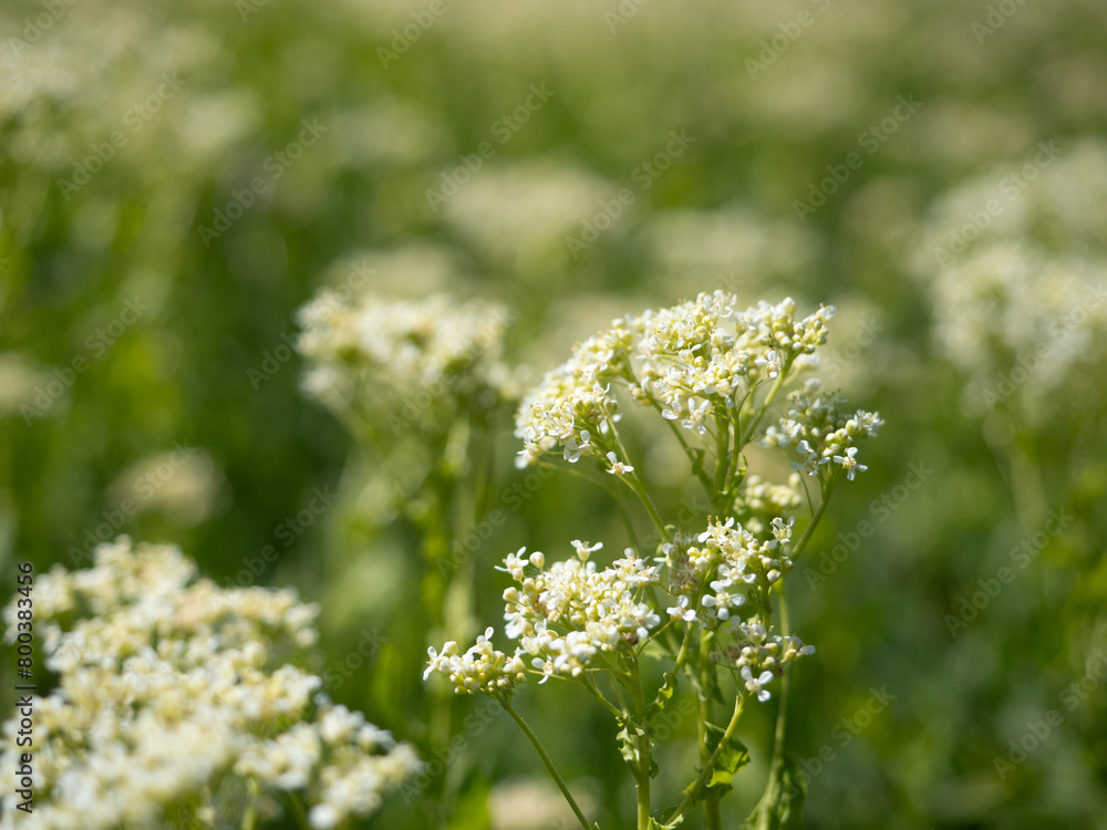 Fototapeta premium Blossom field