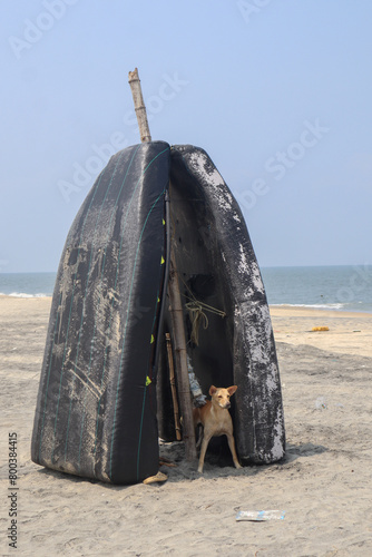 Dog And Fishing Boats