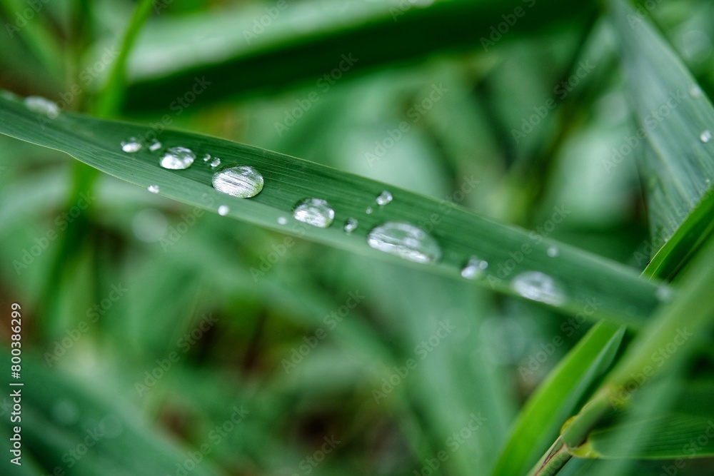 Wassertropfenblatt Wassertropfenblatt