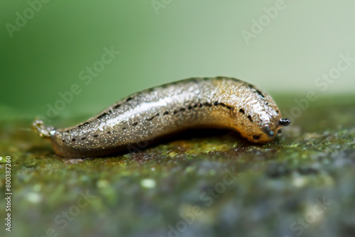 A detailed close-up of an Agriolimax agrestis slug, showcasing its intricate body texture and natural elegance. Wulai District, New Taipei City