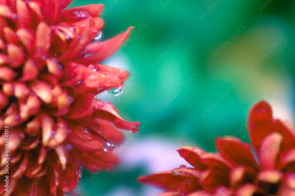 specific chrysanthemum specific chrysanthemum