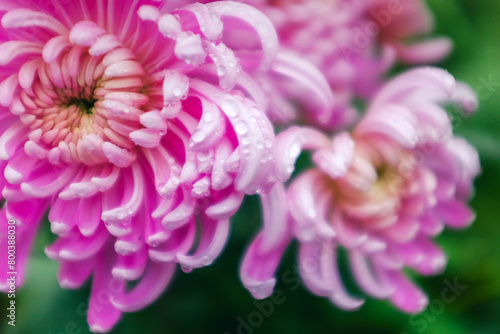 specific chrysanthemum