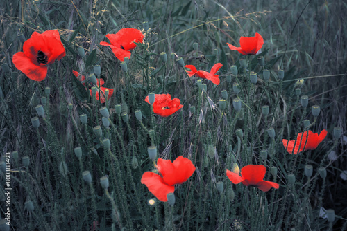 red poppies in the field. background imagery for remembrance or veterans day. selective color style