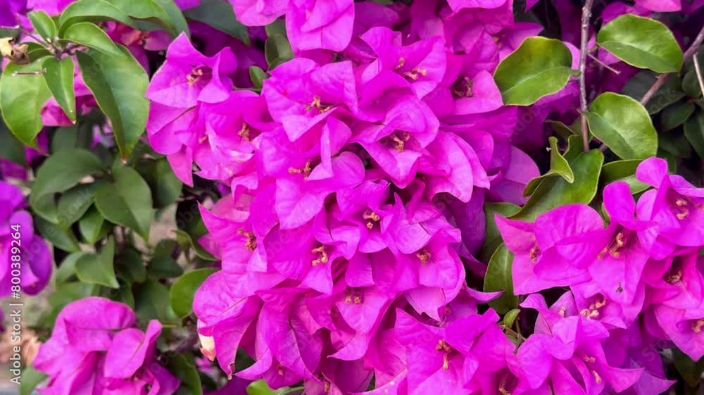 Beautiful blooming paper flower (Bougainvillea glabra) in margenta color. The lesser bougainvillea blossom in summer season. Beautiful blooming paper flower (Bougainvillea glabra) in margenta color. The lesser bougainvillea blossom in summer season.