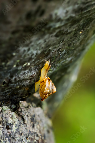 A close-up of a golden snail, its shell glistening, moving gracefully across a dark, wet rock surface adorned with raindrops. Wulai District, New Taipei City.