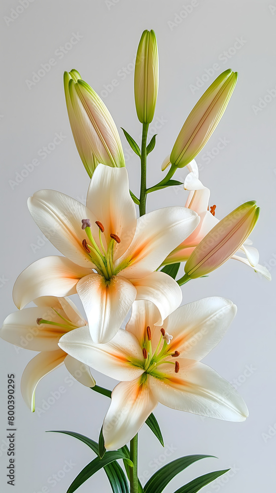 Naklejka premium Elegant White Lilies: A Portrait of Grace and Beauty in Bloom