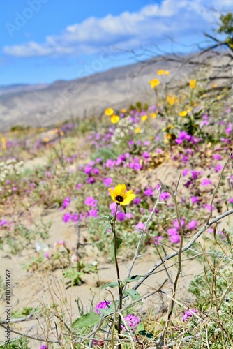 Superbloom Desert Mojave Anza-Borrego California Sand verbena desert sunflower