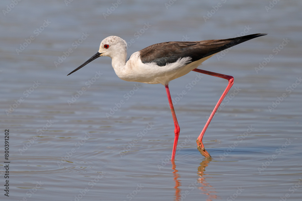 Black-winged stilt (Himantopus himantopus), very long-legged wader in the avocet and stilt family. Nature reserve of the Isonzo river mouth, Isola della Cona, Friuli Venezia Giulia, Italy. Black-winged stilt (Himantopus himantopus), very long-legged wader in the avocet and stilt family. Nature reserve of the Isonzo river mouth, Isola della Cona, Friuli Venezia Giulia, Italy.