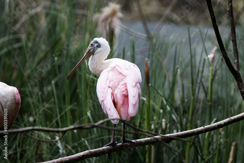 a single Roseate spoonbill (Platalea ajaja) isolated on a natural green background photo