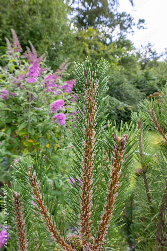 A tree with green leaves and brown tips is next to a purple flower A tree with green leaves and brown tips is next to a purple flower