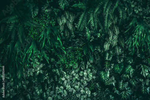 Close-up of a group of green leaves, providing a textured and abstract nature background. Rich foliage textures, exotic greenery, and botanical patterns.. © NewSaetiew