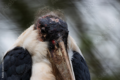 close up of a Marabou stork (Leptoptilos crumenifer)  isolated on a natural green background photo