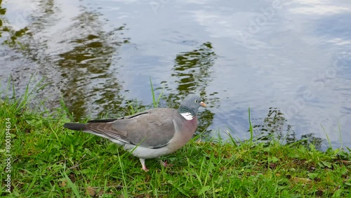 Wood pigeon on the river bank. photo