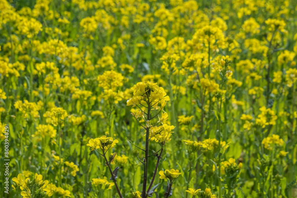 Fields of rapeseed flowers on the Yamanobe no Michi trail, Nara, Japan Fields of rapeseed flowers on the Yamanobe no Michi trail, Nara, Japan