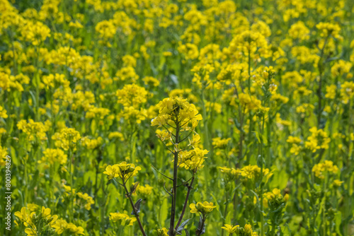 Fields of rapeseed flowers on the Yamanobe no Michi trail  Nara  Japan