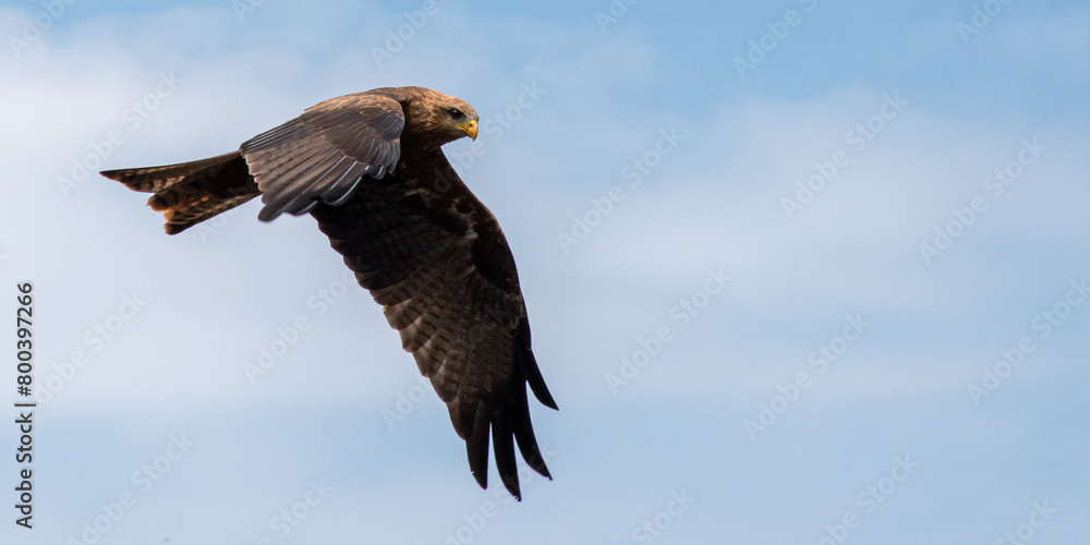 Obraz premium Yellow-billed Kite in flight