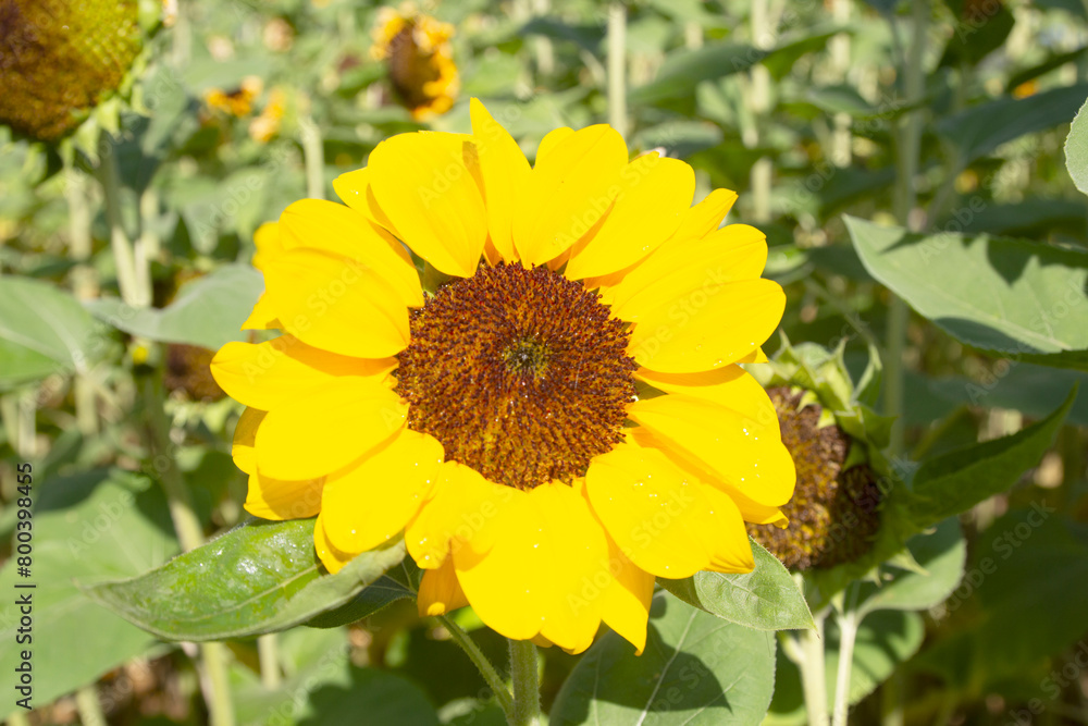 Fototapeta premium Sunflowers blooming in the bright morning sunlight.