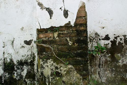 An old wall with cement cracks and tree roots.
