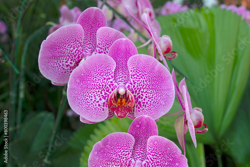 Beautiful orchids in a garden that retains moisture
