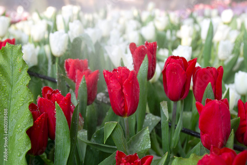Red tulips and mist that add freshness to the flowers