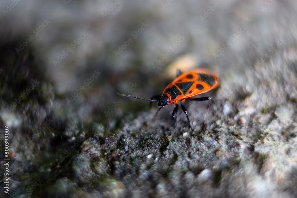 Red Bug Pistent A red bug with black spots is on a rock. The bug is small and has a ...