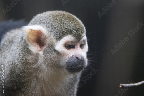 head and shoulders of a Squirrel monkey (Saimiri sciureus) isolated on a natural green background photo