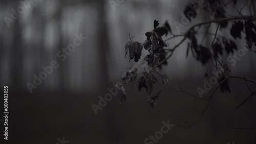 rama y hojas de un bosque tenebroso con el fondo desenfocado photo