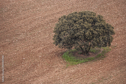 The holm oak is, like the rest of the species of the genus Quercus, a monoecious plant, although it has a certain tendency towards dioecy (plants with a preponderance of male or female flowers)