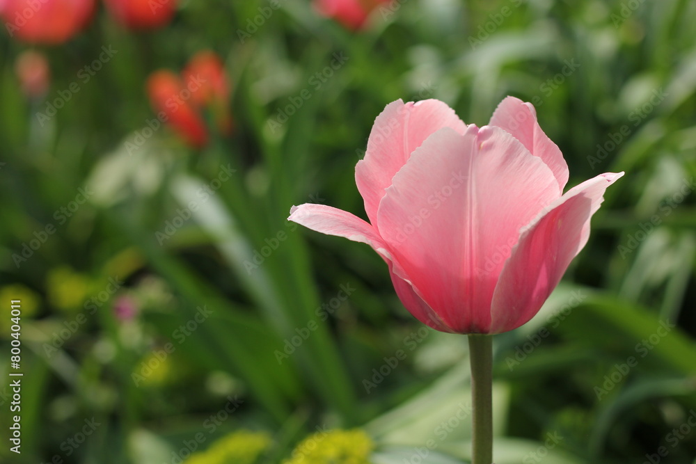 pink tulip flower