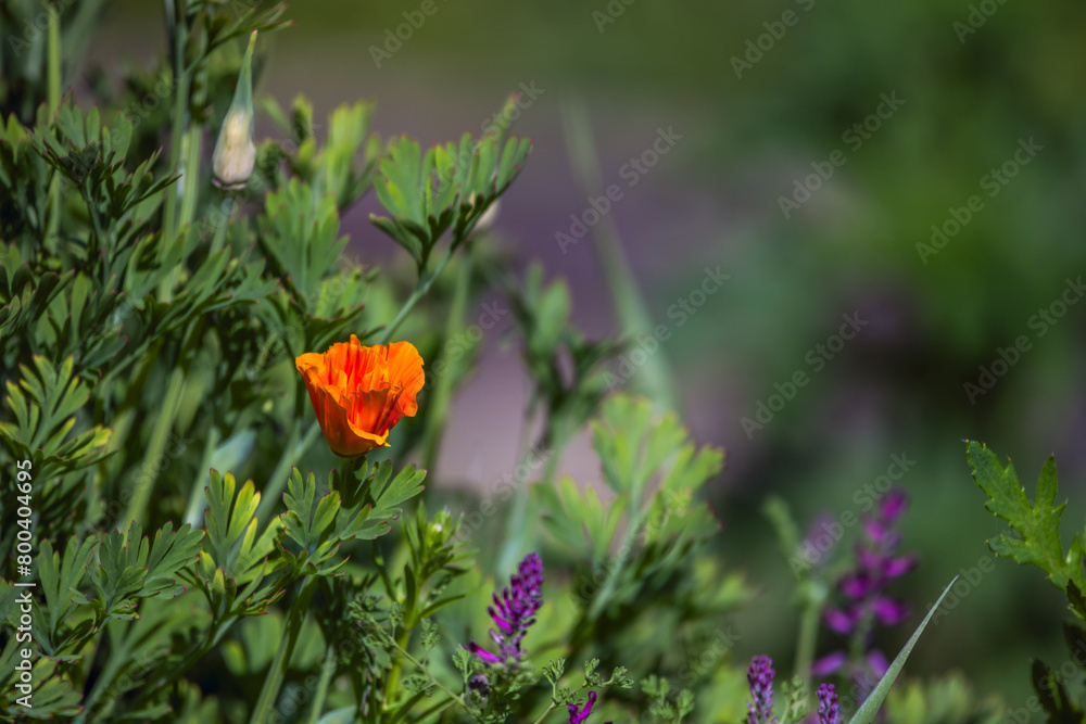 Obraz premium Orange poppy flower in the garden surrounded by plants and other flowers.