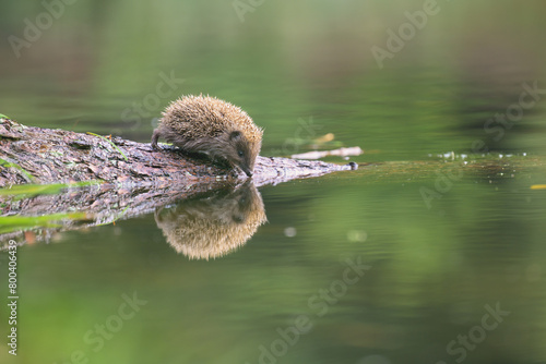 Schilderij op canvas A river otter rests on a forest stream.