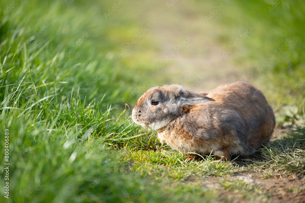 Domestic rabbit or bunny on a green spring meadow in nature, cute animal wildlife, pet on a farm Domestic rabbit or bunny on a green spring meadow in nature, cute animal wildlife, pet on a farm