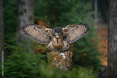The great eagle owl flies among the trees.