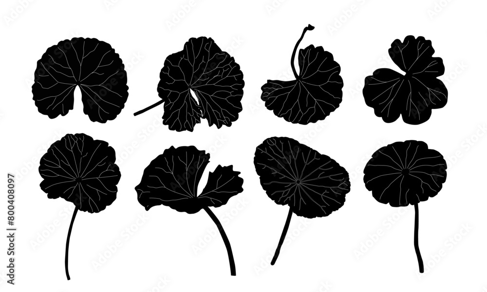 Fototapeta premium gotu kola vector. gotu kola silhouette vector. gotu kola leaves design. thankuni pata